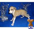 Italian Greyhound